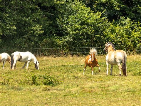 Camping Château La Forêt - Camping Vendée - Image N°11