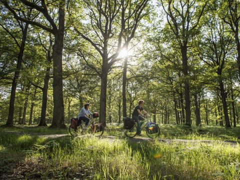 Camping Le Lizot  - Camping Charente-Maritime - Image N°13
