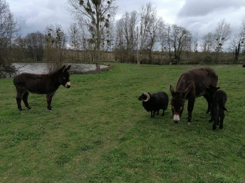 Camping Les Rulières - Camping Vendée - Image N°14