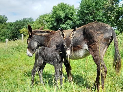 Camping Les Rulières - Camping Vendée - Image N°11