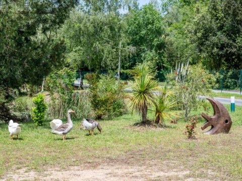 Camping Les Etangs Mina - Camping Charente-Maritime - Image N°56
