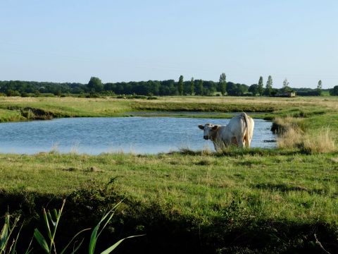 Camping Les Etangs Mina - Camping Charente-Maritime - Image N°38