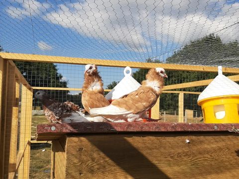 Camping Les P'tites Maisons dans la Prairie - Camping Vendée - Image N°13
