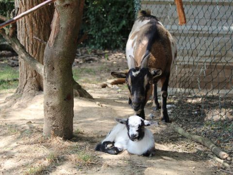 Camping Au Pré de l'Etang - Camping Vendée - Image N°19