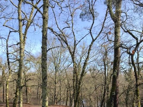 Camping Val de l'Eyre - Camping Gironde - Image N°16
