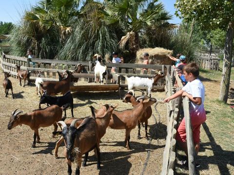 Camping Palais de la Mer - Camping Pyrénées-Orientales - Image N°14