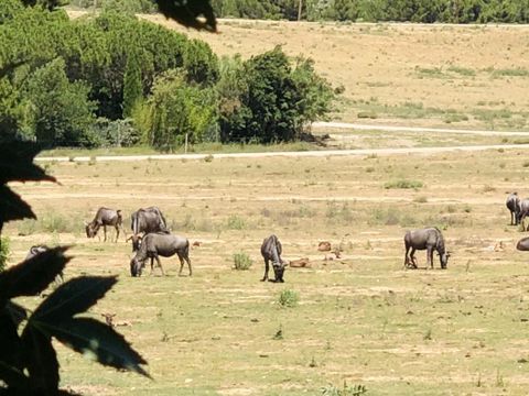 Camping La Grange Neuve - Camping Aude - Image N°23
