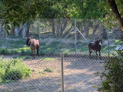 Camping La Grange Neuve - Camping Aude - Image N°27