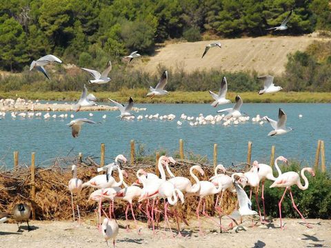 Camping La Grange Neuve - Camping Aude - Image N°46