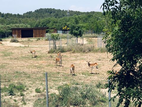 Camping La Grange Neuve - Camping Aude - Image N°5