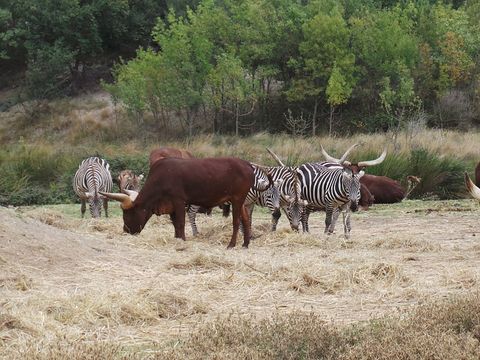 Camping La Grange Neuve - Camping Aude - Image N°16