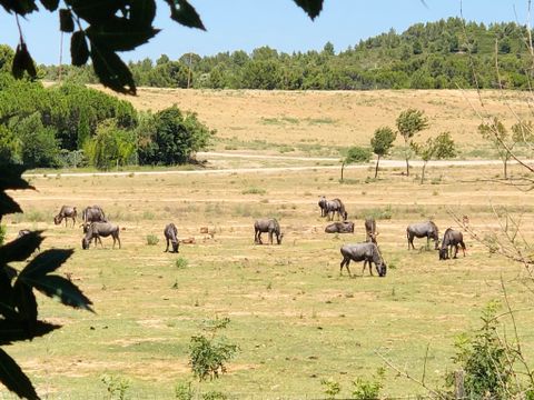 Camping La Grange Neuve - Camping Aude - Image N°25
