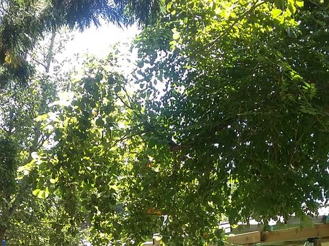 BUNGALOW 4 personnes - T1