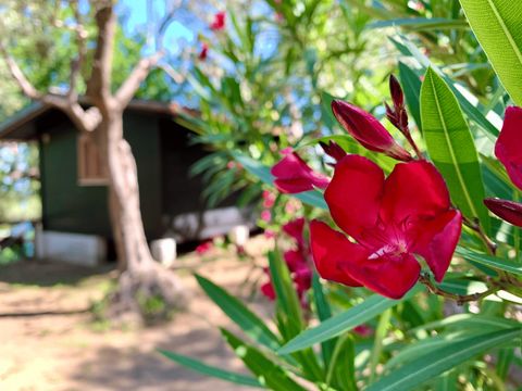 BUNGALOW 4 personnes - Bungalow Superior