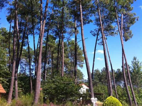 Camping Domaine des Grands Pins  - Camping Dordogne - Image N°26