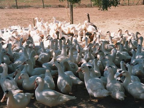 Camping Du Lac de Thoux - Ciela Village - Camping Gers - Image N°33