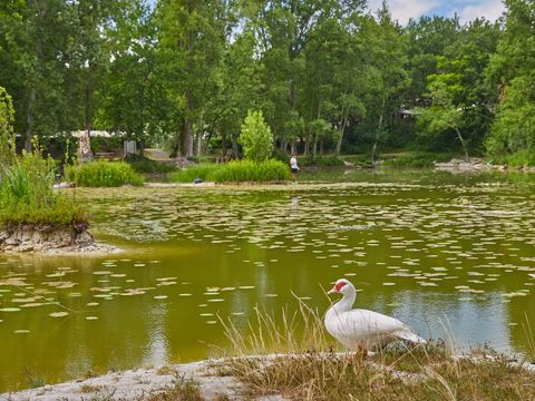 Camping Le Parc des Allais - Camping Indre-et-Loire - Image N°18