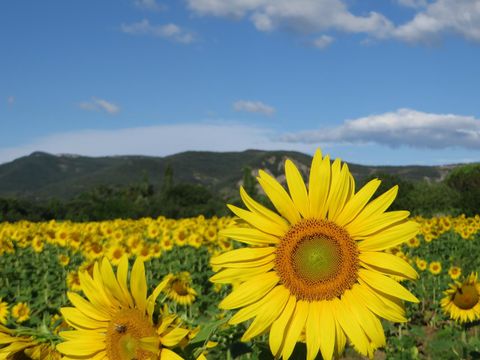 La Rouvière les pins - Camping Ardèche - Image N°32