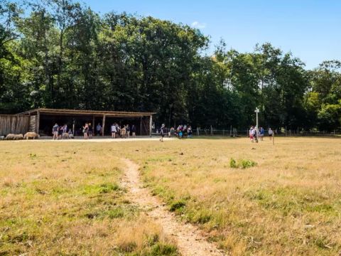 Camping Ferme Pedagogique de Prunay - Camping Loir-et-Cher - Image N°17