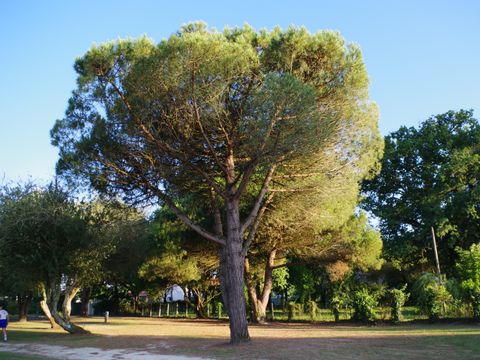 Camping Paradis Le Tastesoule - Camping Gironde - Image N°42