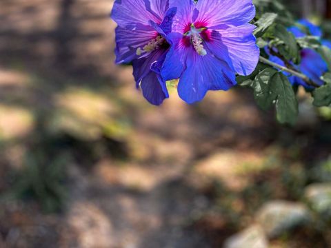 Camping le Matin Calme - Camping Drome - Image N°18