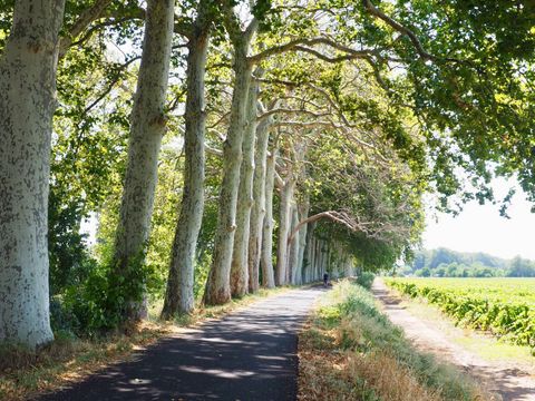 Camping Les Berges du Canal - Camping Hérault - Image N°38
