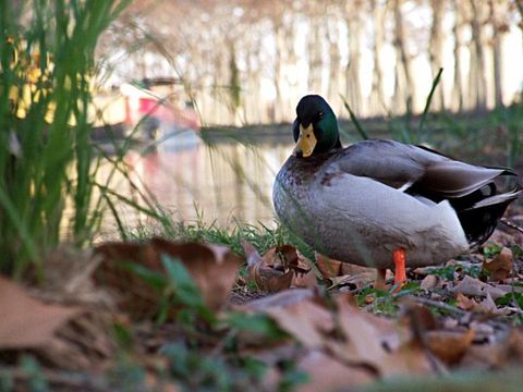 Camping Les Berges du Canal - Camping Hérault - Image N°69