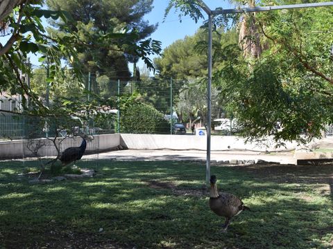 Camping Marina Plage - Camping Bouches-du-Rhône - Image N°13