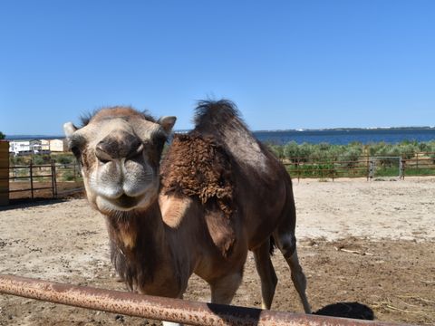 Camping Marina Plage - Camping Bouches-du-Rhône - Image N°6