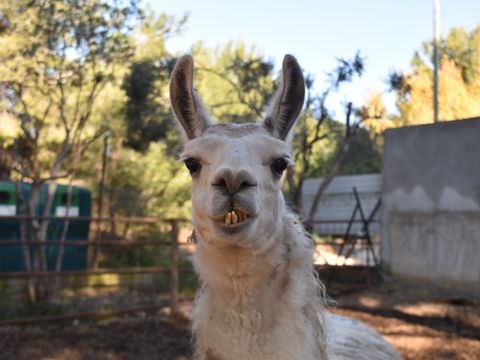 Camping Marina Plage - Camping Bouches-du-Rhône - Image N°7