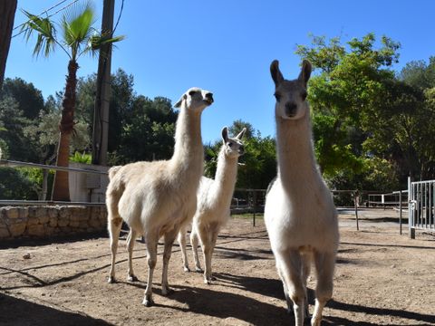 Camping Marina Plage - Camping Bouches-du-Rhône - Image N°8