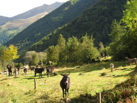 Camping Le Haut Salat - Camping Ariège - Image N°24