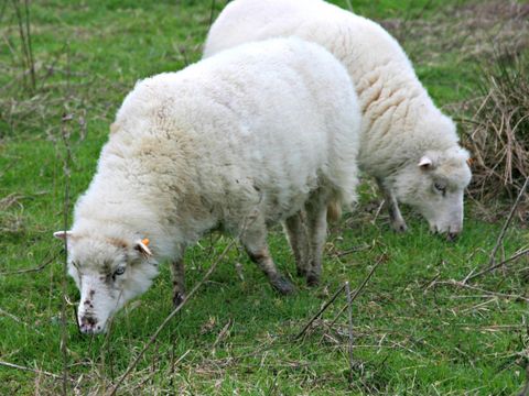 Camping La Ferme de Lann Hoëdic - Camping Morbihan - Image N°68