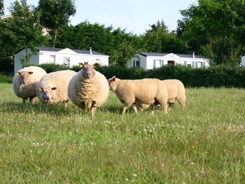 Camping La Ferme de Lann Hoëdic - Camping Morbihan - Image N°39