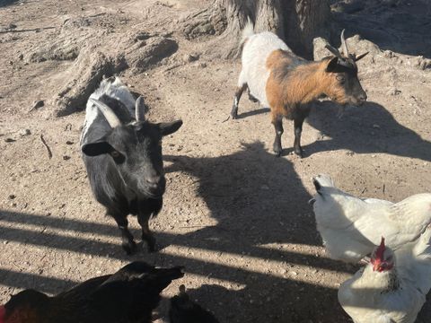 Camping Aqua 3 Masses - Camping Charente-Maritime - Image N°5