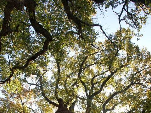 HÉBERGEMENT INSOLITE 4 personnes - Cabane dans les arbres 24m² 1 chambre - avec sanitaires