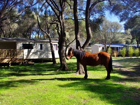 MOBILHOME 6 personnes - Cottage 3 chambres