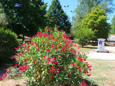 Flower Camping  Le Lac De Thesauque - Camping Haute-Garonne - Image N°11