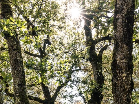 Camping Domaine La Faurie Camping Domaine La Faurie - Camping Lot - Image N°44