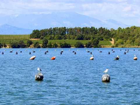 Bagheera Camping Naturiste - Camping Corse du Nord - Image N°38