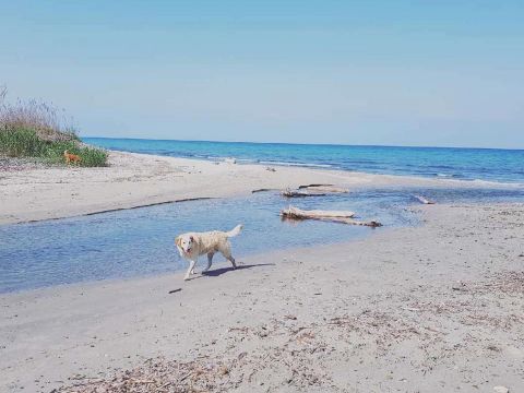 Camping Le Soleil Levant - Camping Corse du Nord - Image N°12