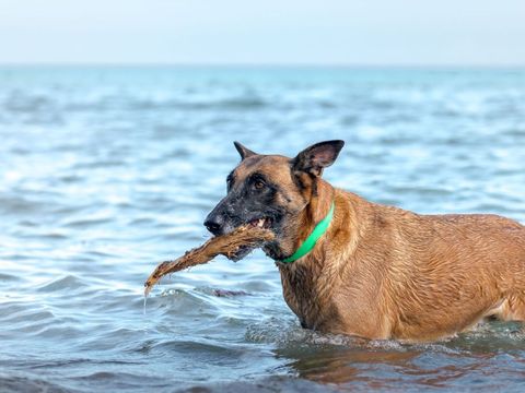 Camping Merendella - Camping Corse du Nord - Image N°72