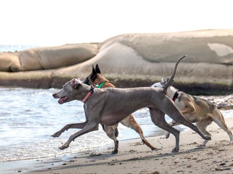 Camping Merendella - Camping Corse du Nord - Image N°71