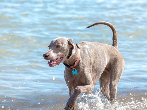 Camping Merendella - Camping Corse du Nord - Image N°73