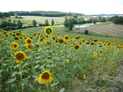 Camping Le Néri - Camping Gers - Image N°23