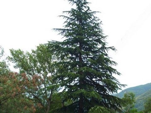 Camping du Riuferrer - Camping Pyrénées-Orientales - Image N°24