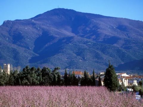 Camping Fagamis L'oasis - Camping Pyrénées-Orientales - Image N°25