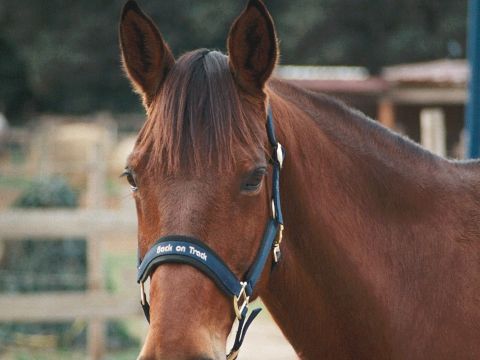 Camping Le Haras - Camping Pyrénées-Orientales - Image N°11