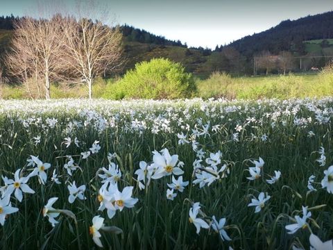 Camping La Cigale de l'Allier - Camping Lozere - Image N°20