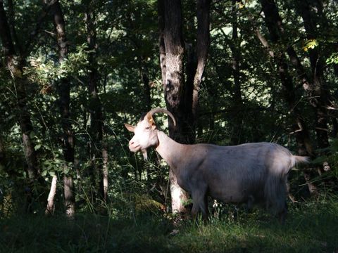 Camping La Régate - Camping Ariège - Image N°27